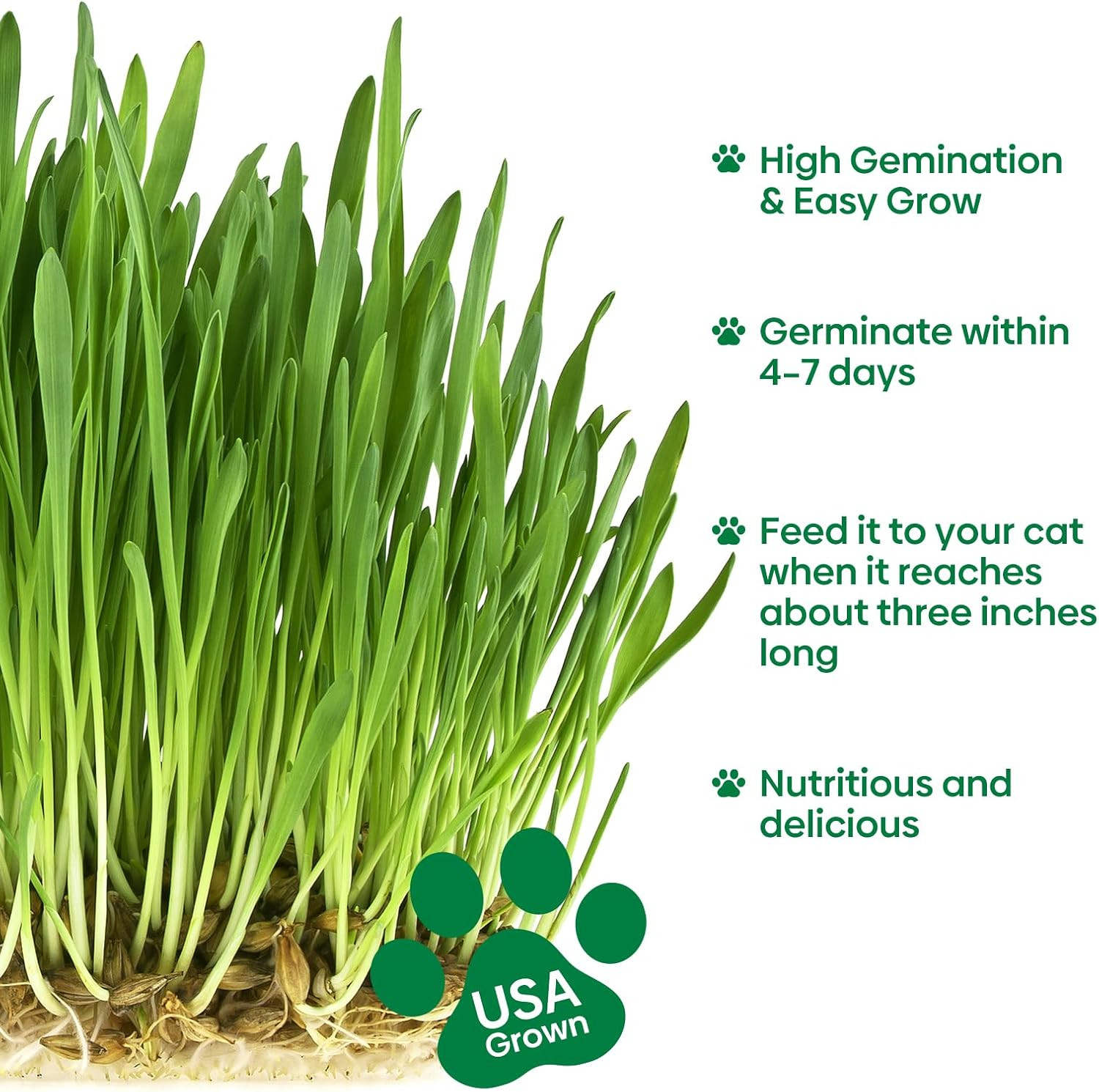 Cat Grass Seeds Mix, Non-GMO Wheat & Oat, Indoor Cats, USA Grown, 4 oz