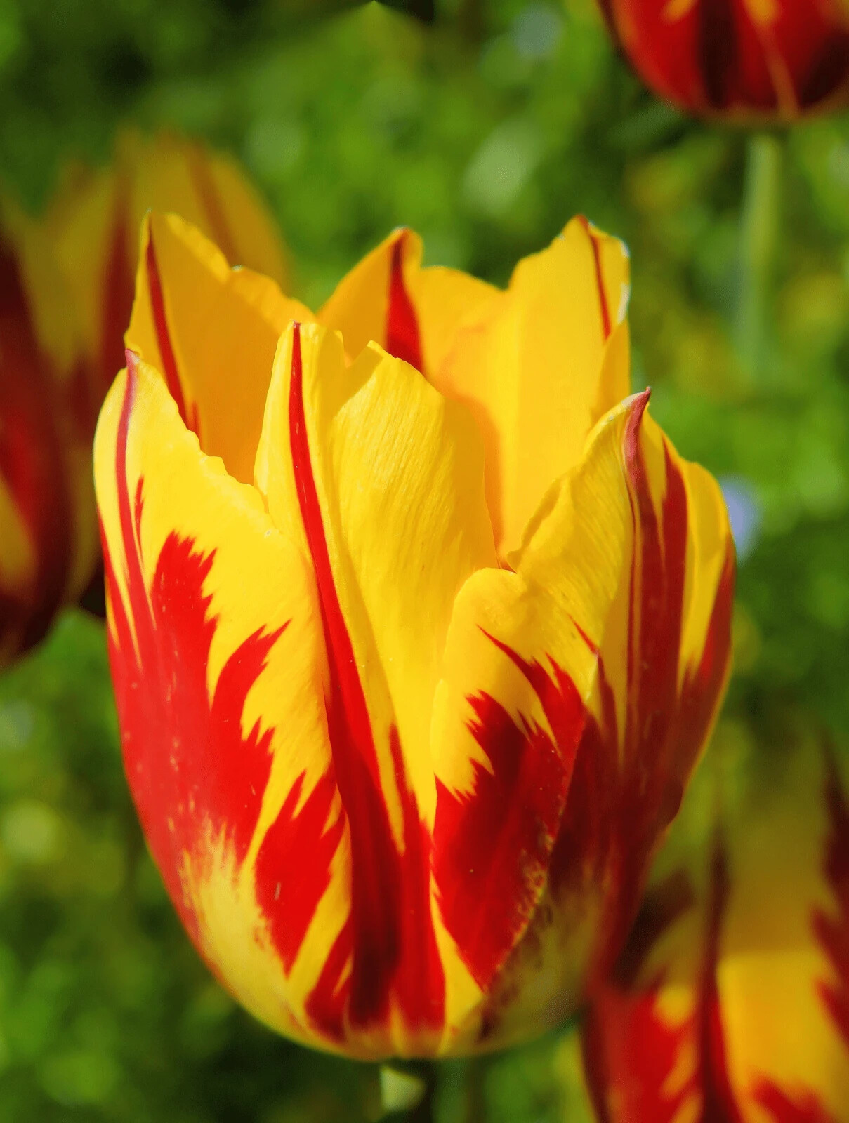 50 Tulip Flower Seeds Much Less Money Than Bulbs