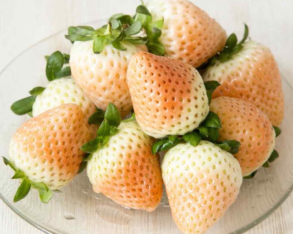 100++ White Wild Strawberry Seeds – White Soul (Fragaria Vesca White Soul) USA