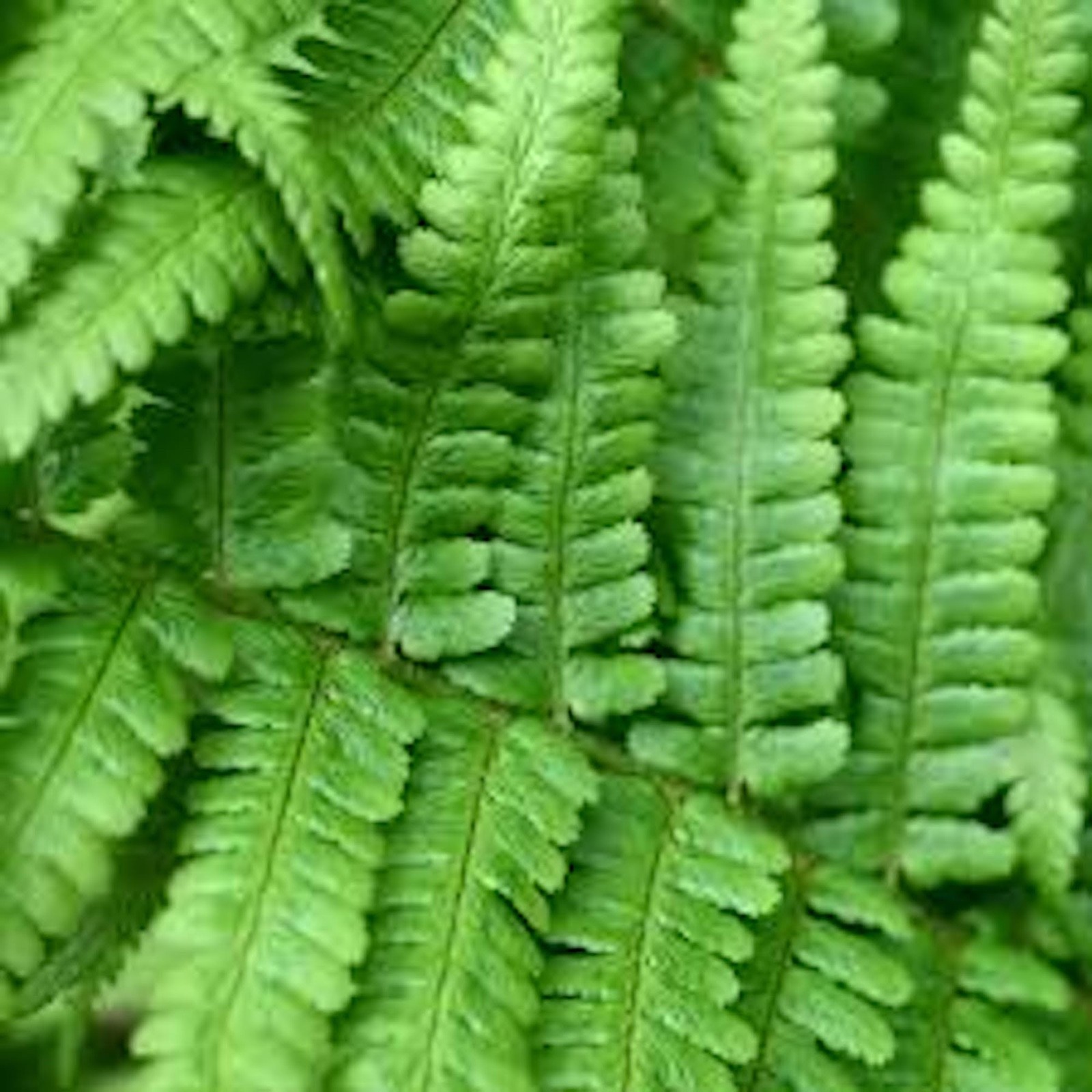 3 Ostrich Fern Root Fiddlehead Matteuccia Struthiopteris Bare Root