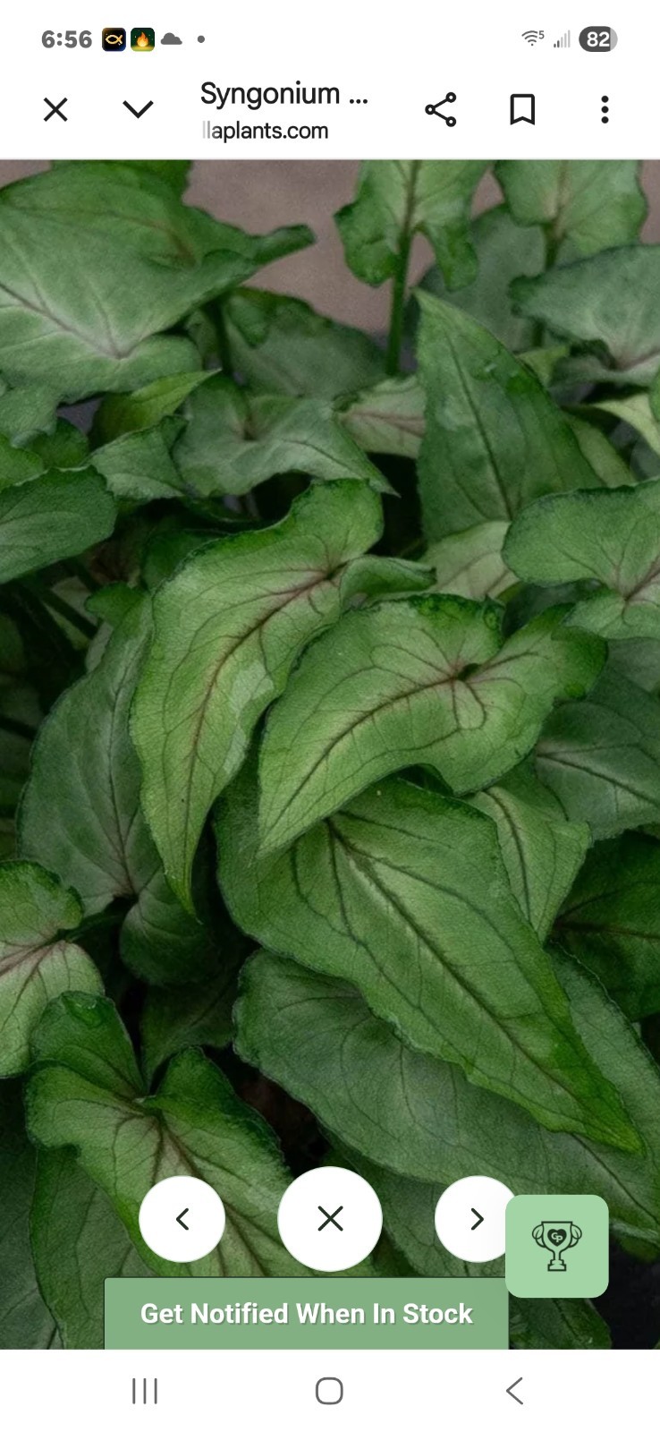 Syngonium Potted Houseplant Green Broadleaf Climbing Indoor Medium Sun