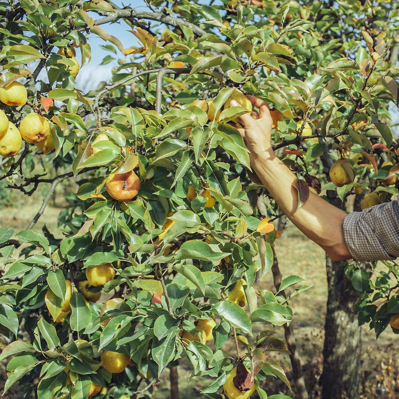 Orient Pear Tree 4-5 Feet | Live Outdoor Plant for Real Fruit | Heavy Fruit P…