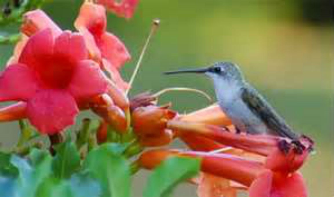 Beautiful Dark Red Hummingbird Trumpet Vine! 20 seeds! HUMMINGBIRDS LOVE IT!