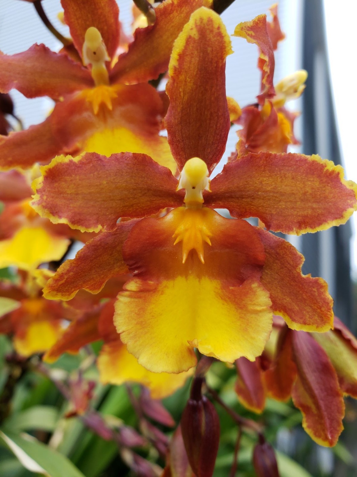 The Catatante ‘Sun King’ Orchid – Beautiful colorful blooms – Easy to grow !