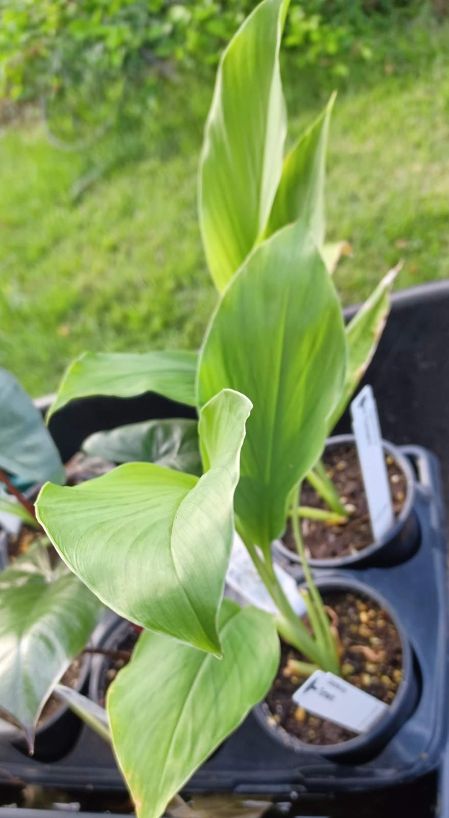 Turmeric Ginger – Curcuma longa -12 Inch Live Plant In a Pot