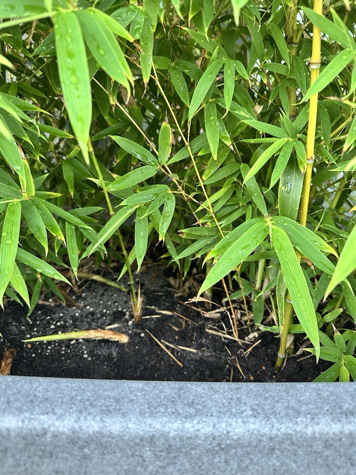 Golden Bamboo Plant Cutting 12–24” Established Root Running Bamboo Live Plant
