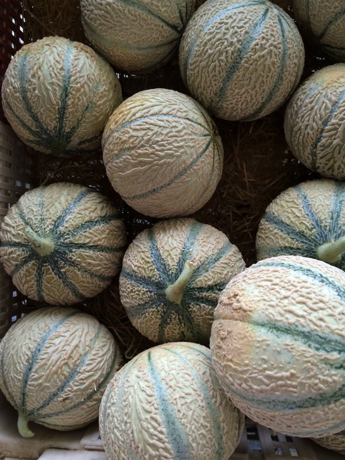 Hearts Of Gold Cantaloupe Seeds 50+ Melon Fruit Heirloom NON-GMO FREE SHIPPING