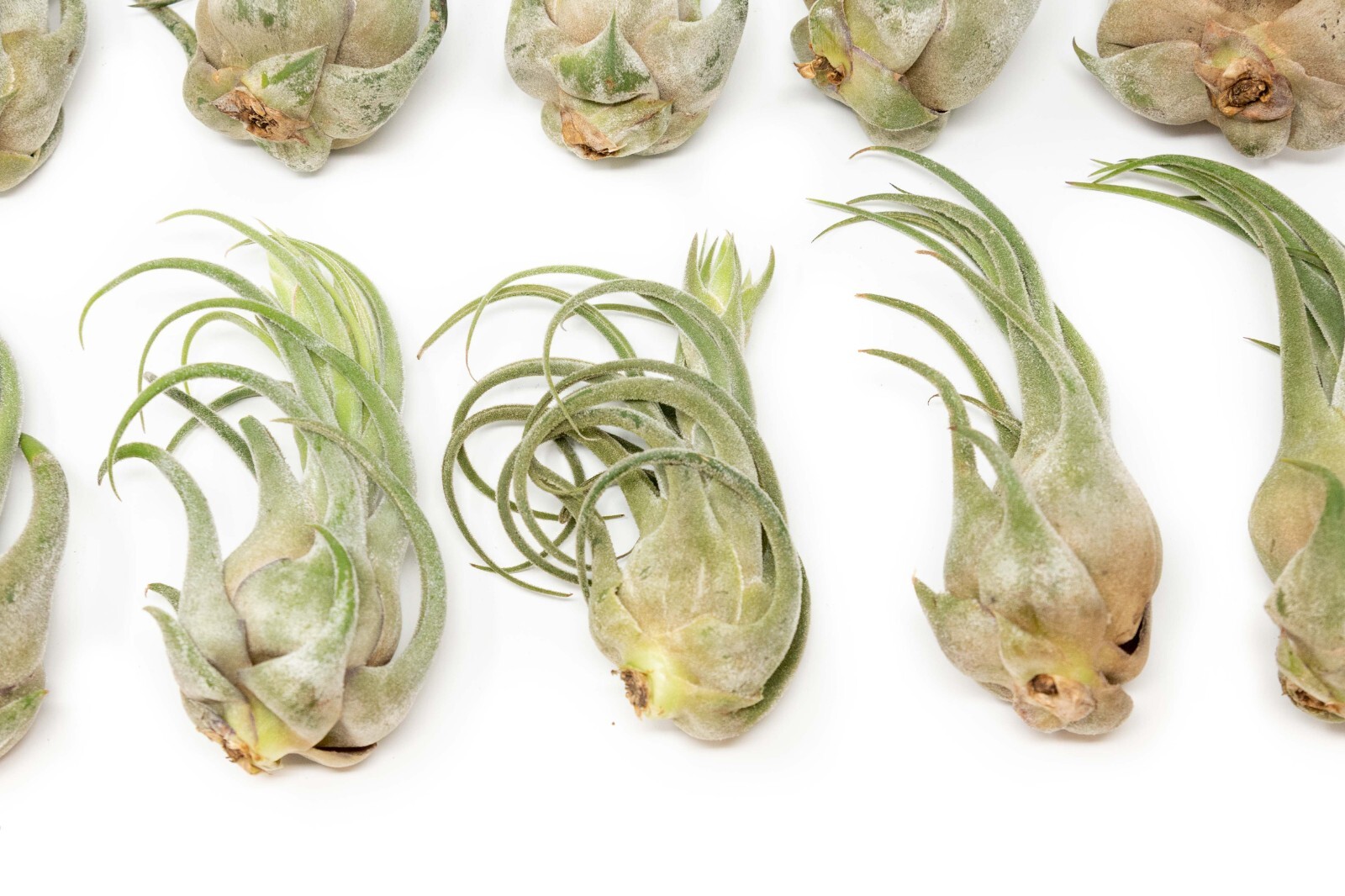Large Seleriana Air Plant 6–8 Inches – Easy Care Indoor/Outdoor Succulent Decor