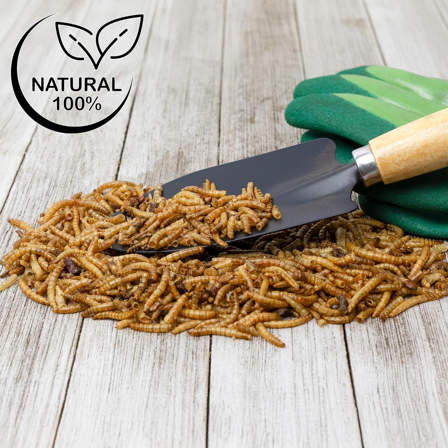 1oz Dried Mealworms – Ideal Carnivorous Plant Food for Venus Fly Traps & More