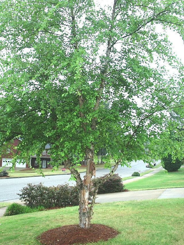 River Birch, (Black Birch), Betula nigra, Tree Seeds (Fast, Hardy, Fall Color)