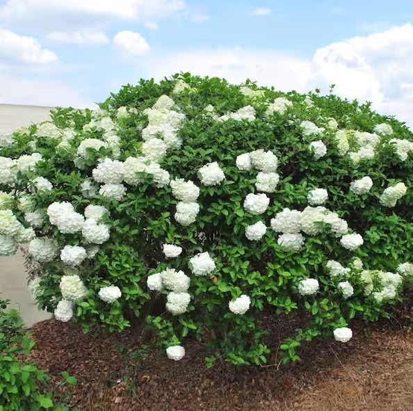 Old Fashion Snowball Viburnum Live Plant – 6-12″ Tall 1Qt Pot – Zones 3-8 Hardy