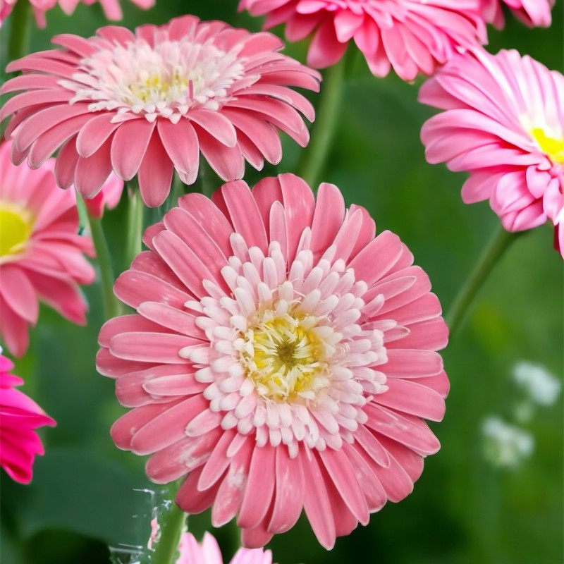 Gerbera Daisy Seeds 50+ Seeds Mum Flower, Flower Seeds, Annual, Flower Beds