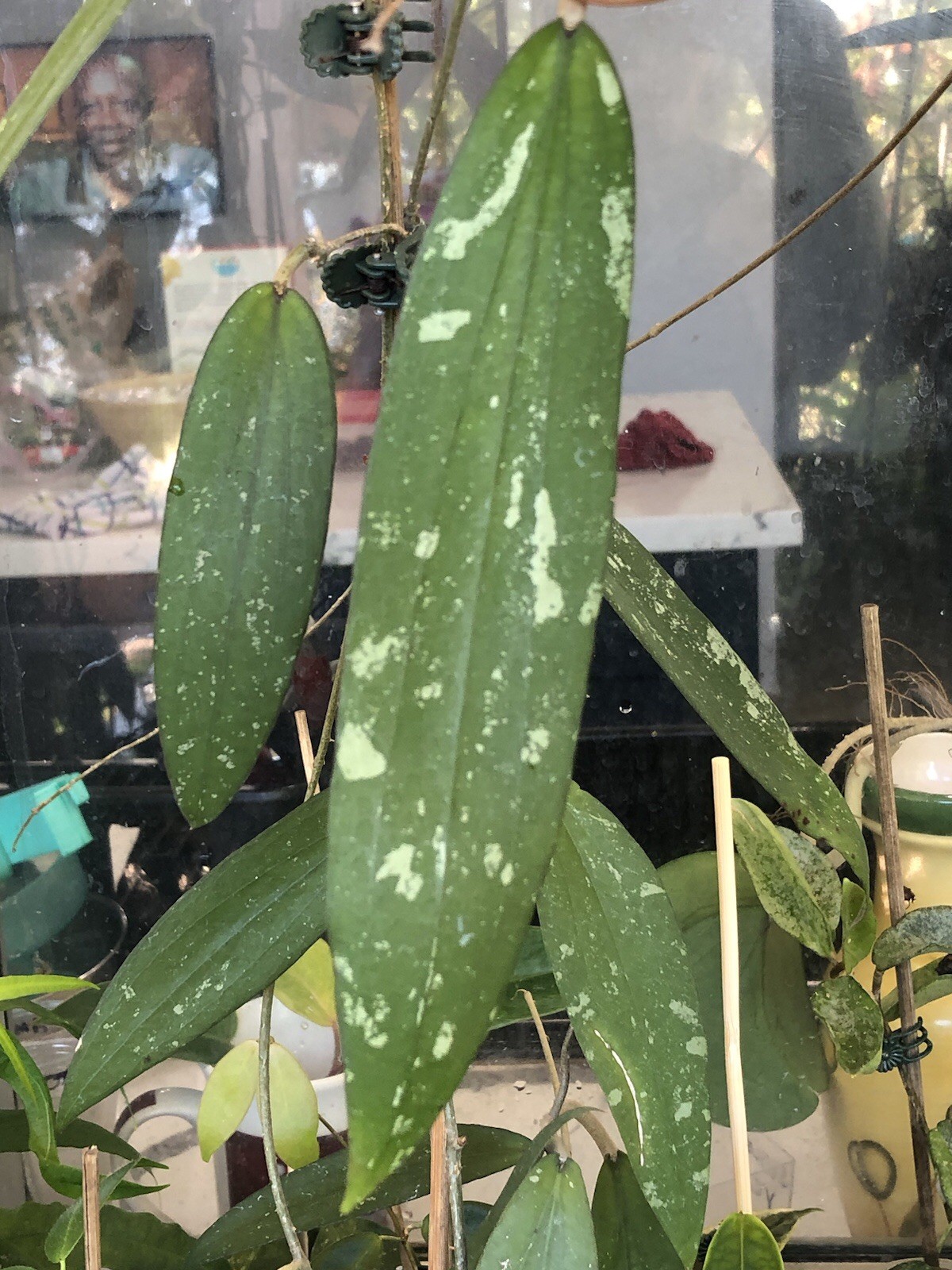 HOYA BENGKULU RINDU RAFFLESIA