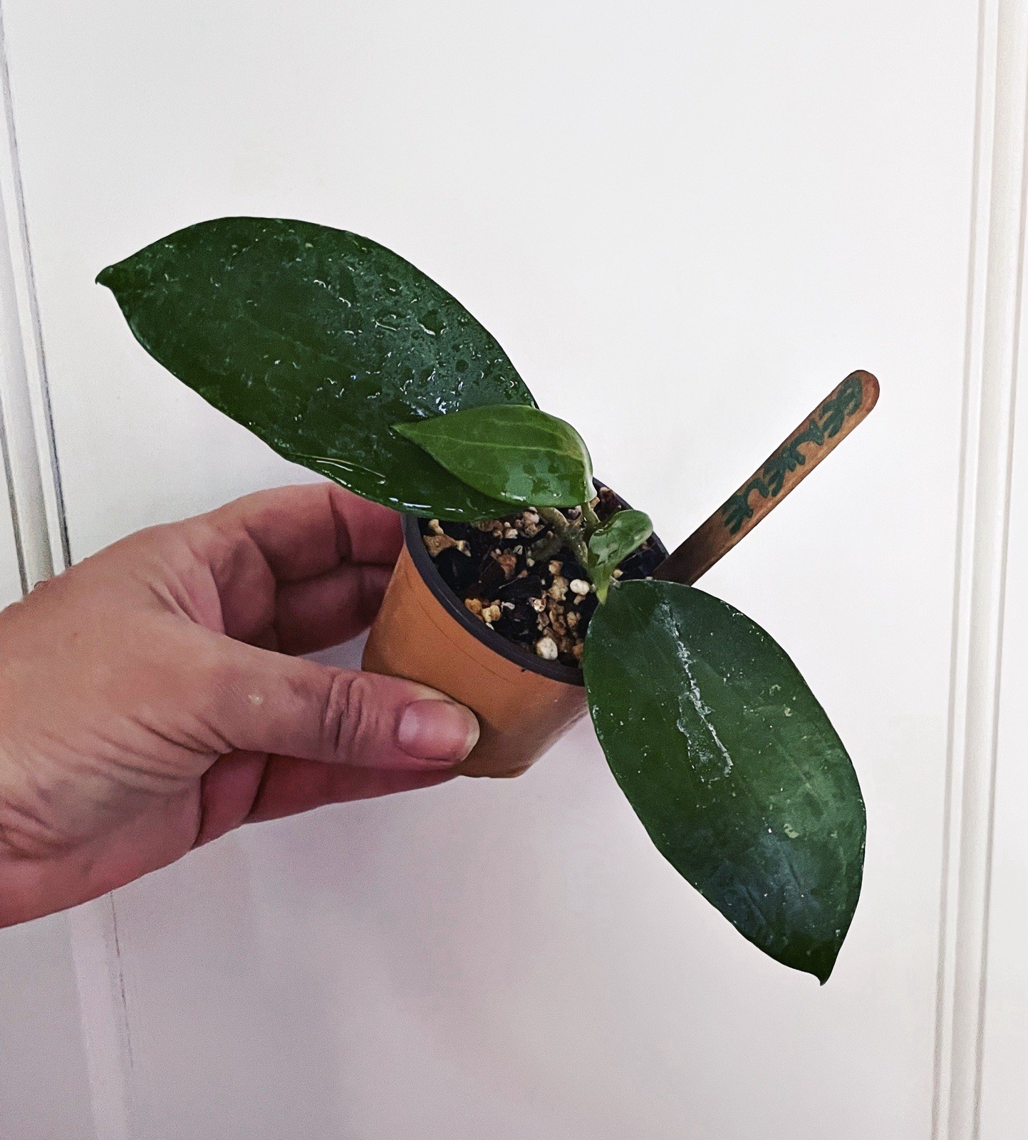Rare Hoya Genieve MB-1141 Yellow Green Wax Flower Tropical Vining EXACT Plant
