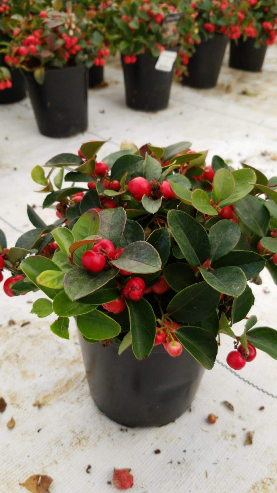 Green Promise Farms Gaultheria Procumbens Wintergreen Evergreen White Flowers