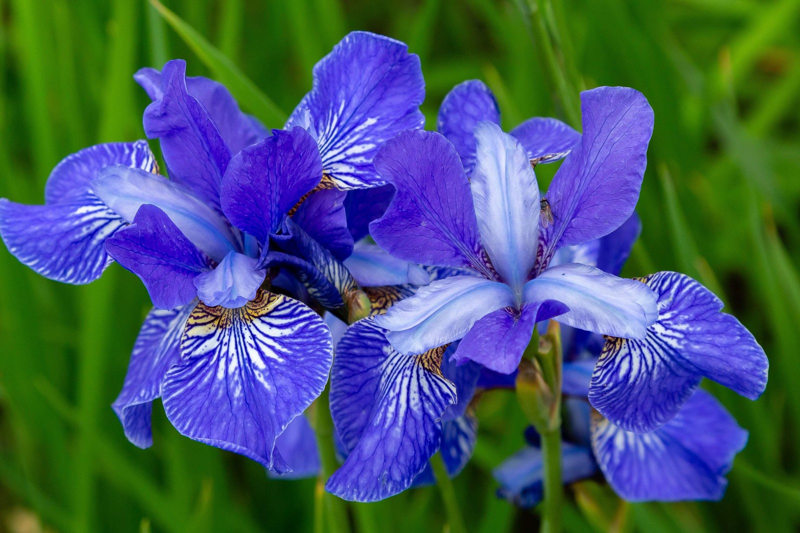 20 MIXED SIBERIAN IRIS Sibirica Iris Bicolor Blue Red White Purple Flower Seeds