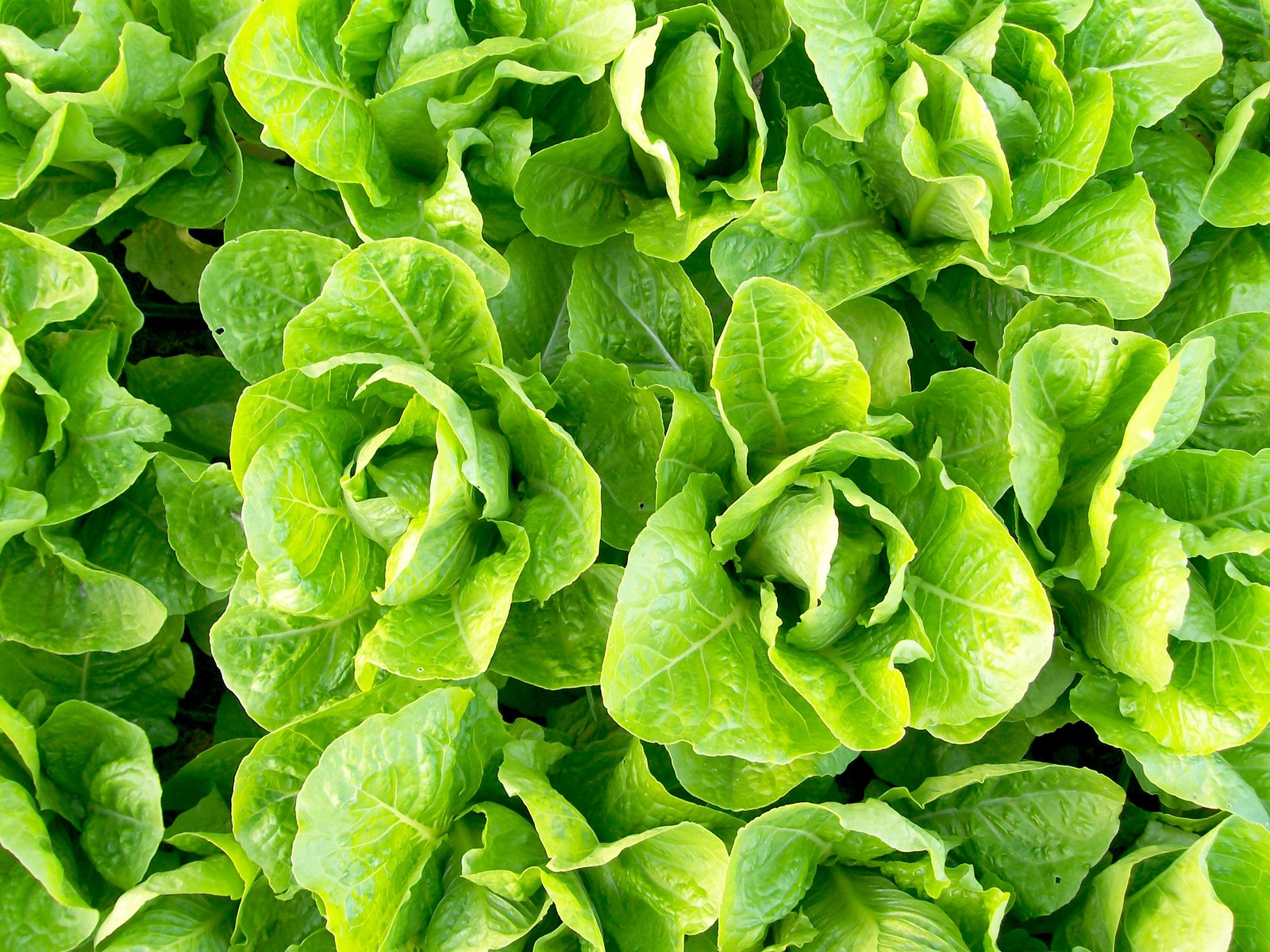 Jericho Romaine Lettuce Seeds 600+ Lactuca Sativa Vegetable NON-GMO US FREE S&H
