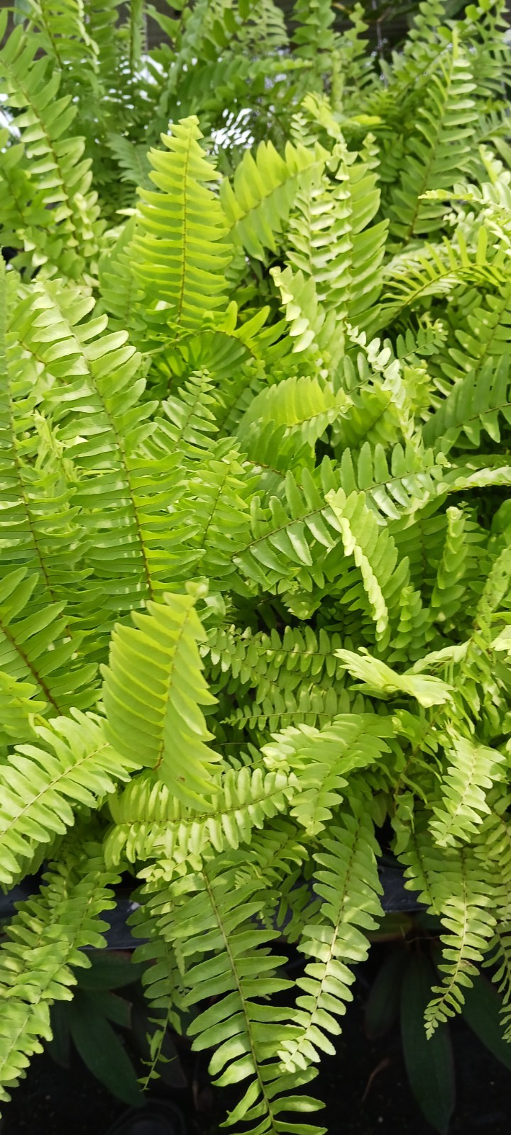 Florida Sworn Fern Nephrolepis exaltata Boston Fern Mad Happenings Tropical