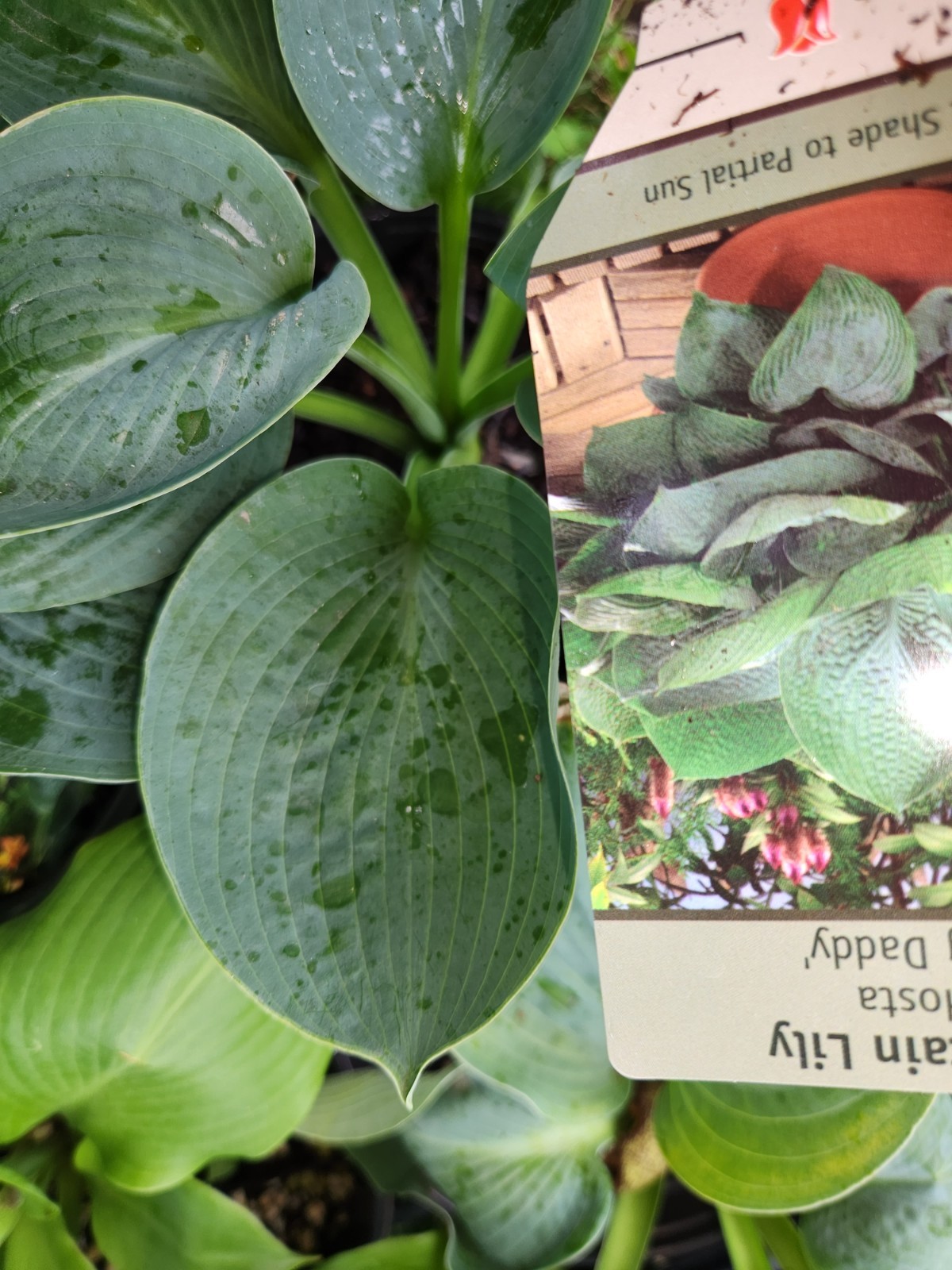 HOSTAS – Several Varieties, Healthy Live Plants, Bare Root, Large & Extra Large