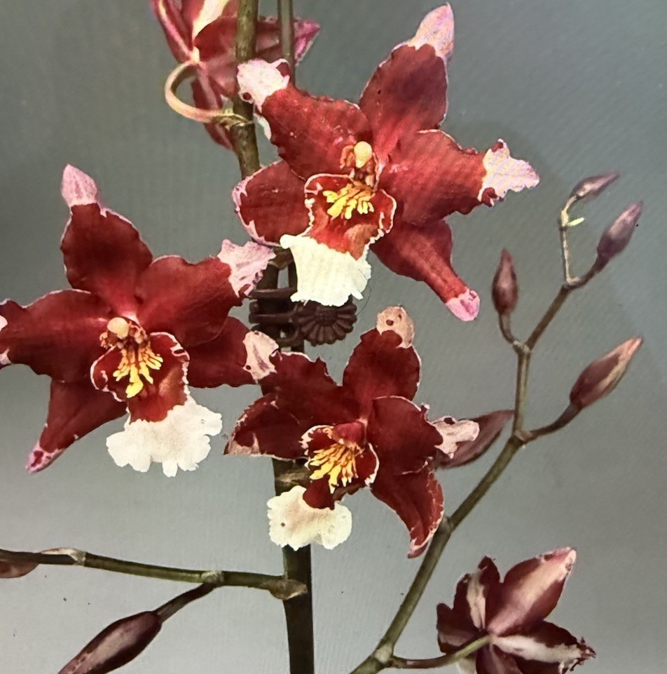 ORCHID Plant Martin Leather 1 bulb not perfect