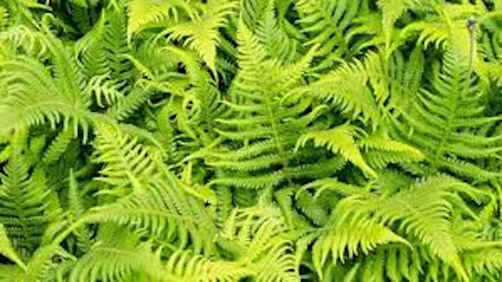 3 Ostrich Fern Root Fiddlehead Matteuccia Struthiopteris Bare Root