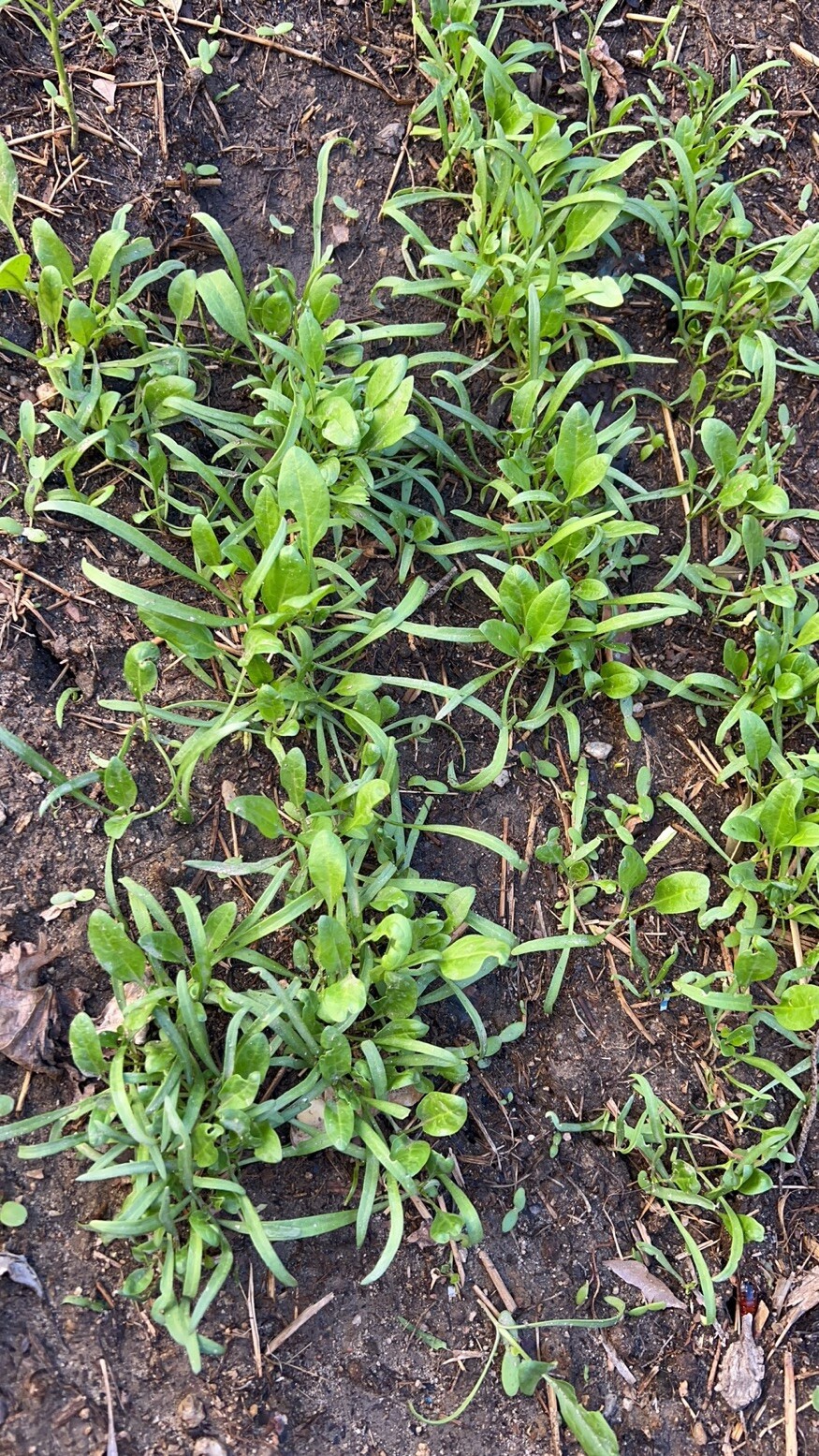 300+Giant Noble Large Leaves spinach seeds 300多粒大叶菠菜种子 2023年新种子