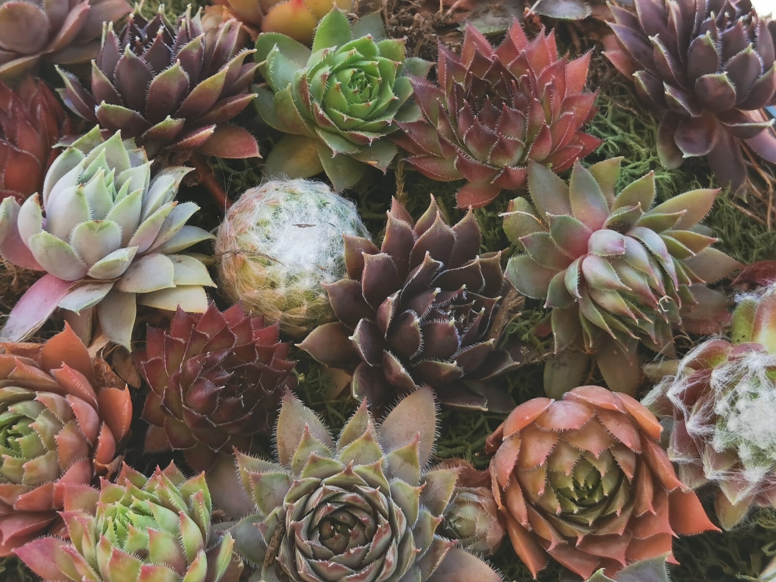Succulents 9 varieties Hen and Chick Sempervivum Indoor Outdoor Cold Hardy