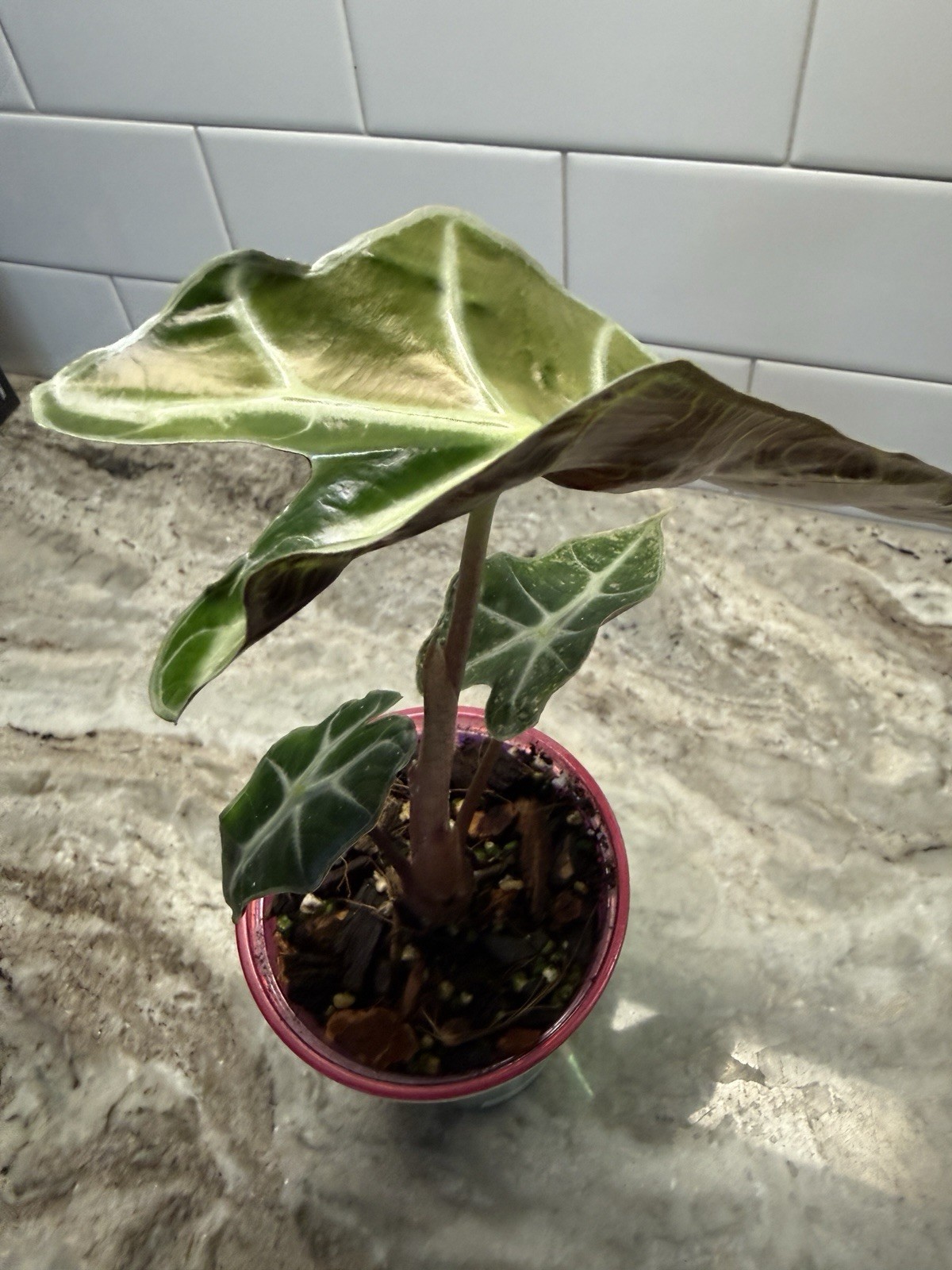 Pink Polly Ghost Mint Alocasia