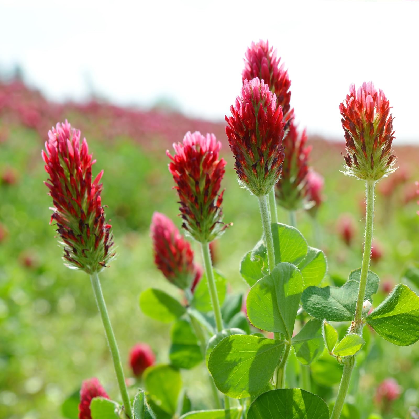 Annual Crimson Clover Seeds, 2 lbs, Trifolium Incarnatum Seeds for Lawn, Attr…