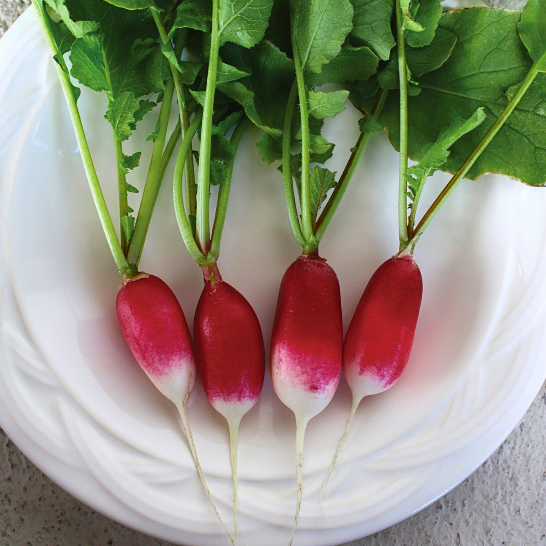 Fresh French Breakfast Radish Seeds | Heirloom Non-GMO | Fresh Vegetable Seeds