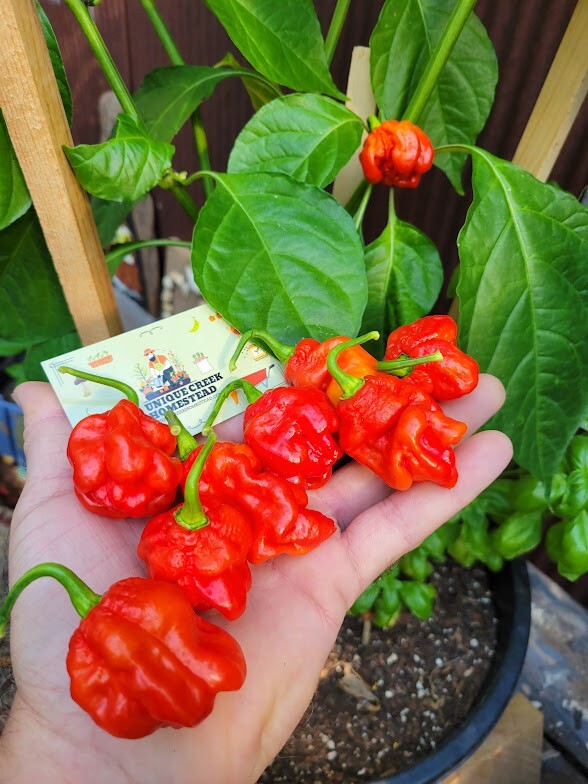 RED X Pepper Seeds Super Hot 1,000,000+ Scoville SHU Unique Creek