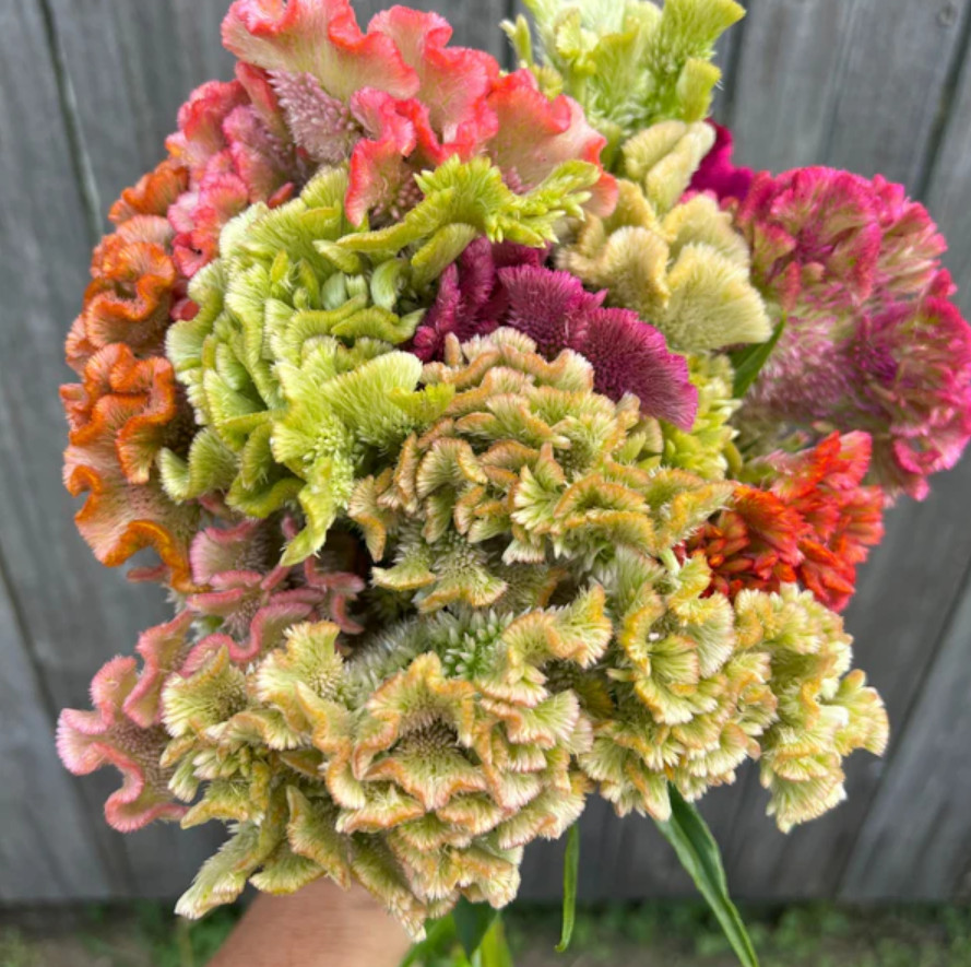 Celosia Supercrest Mix Live Plant Plug – 1–3″ Tall – Mixed Color Flower