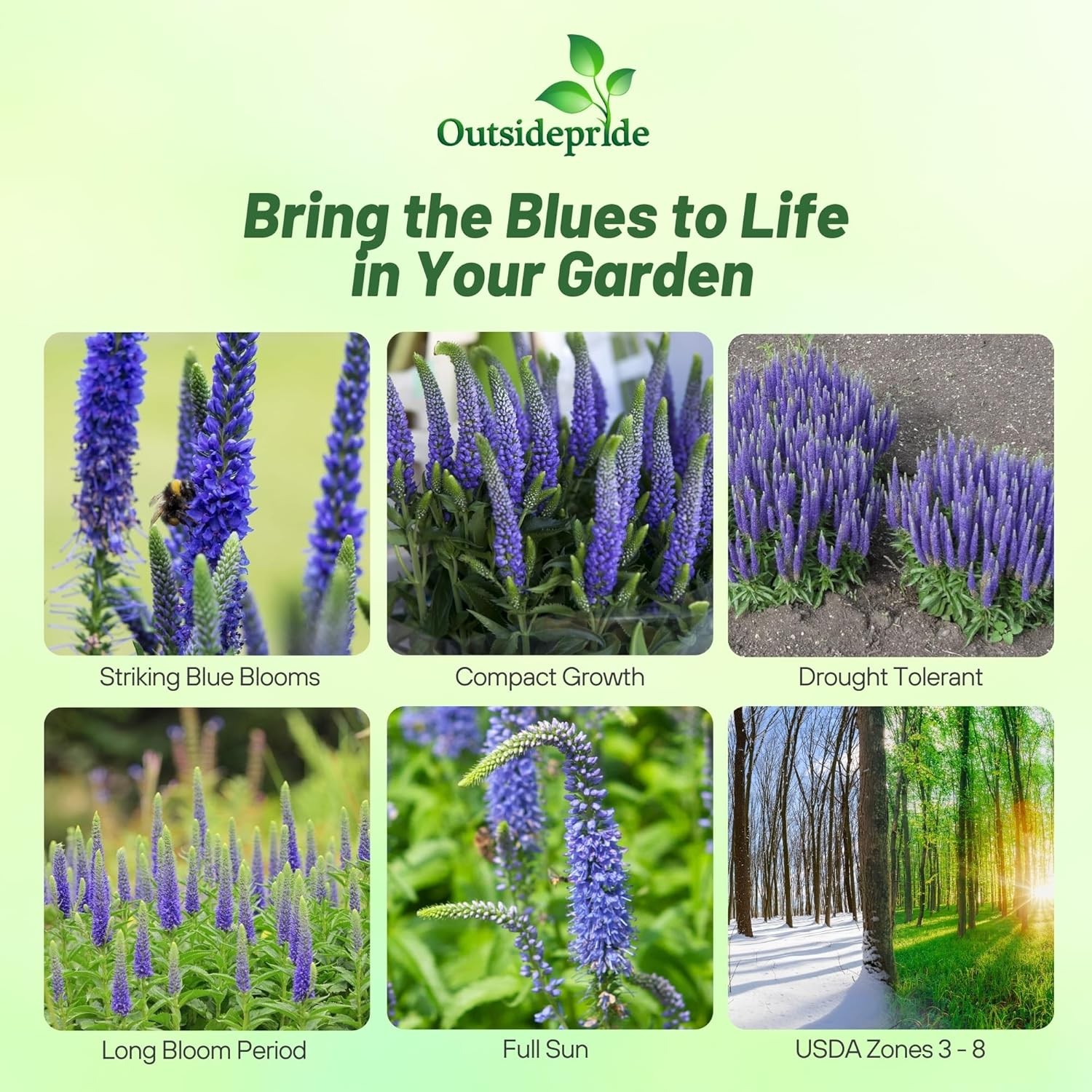 1000 Seeds Veronica Seeds – Spike Speedwell Flower Seed