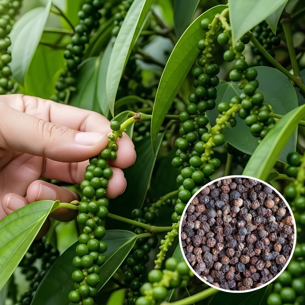 Black Pepper Plant Piper Nigrum Live Plant 4-6 Inches Tall Rooted Vine