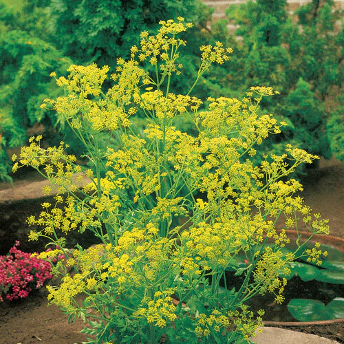 Bouquet Dill Seeds | 500 Seeds | Heirloom – Non-GMO | Free Shipping | 1144