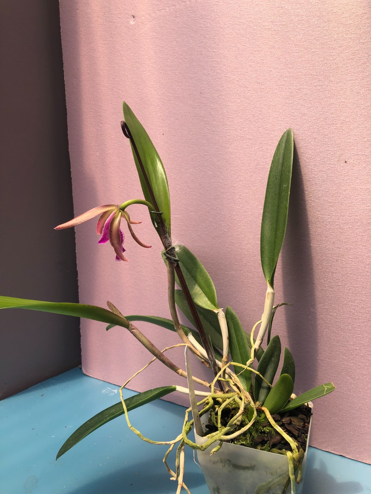 (769-1) B.nodosa 24088 x C.Mareeba Tiger ‘HCF’ FS