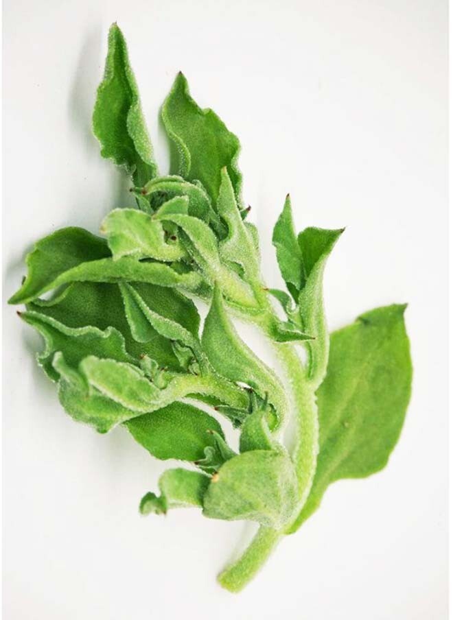 Non-GMO Asian Vegetable Crystalline Iceplant Seeds（水晶冰菜）150+seeds