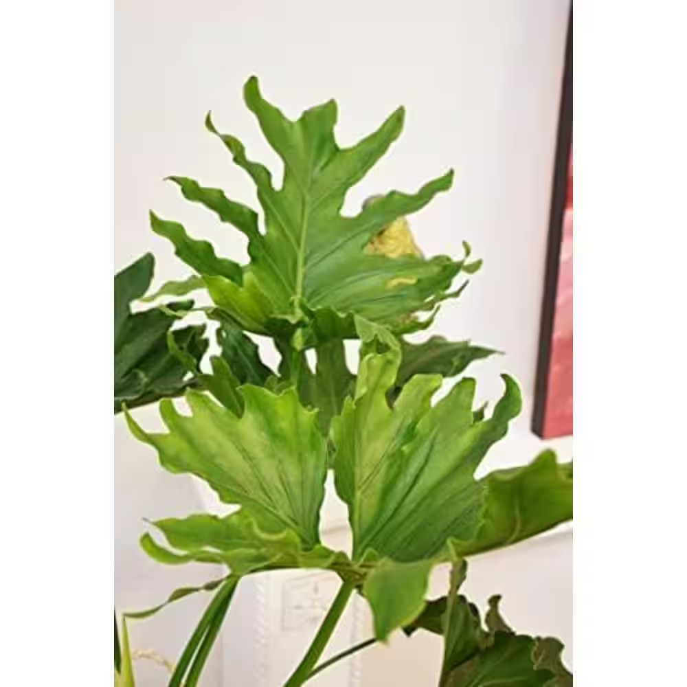 Philodendron Variety Pack-3 Live Plants in 2 In. Pots-Grower’S Choice of Rare an