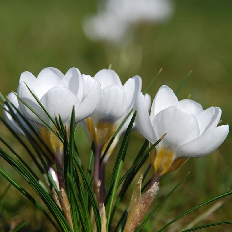 20 EXOTIC RARE CROCUS SEEDS for garden flower beds plant bush USA SELLER USPS