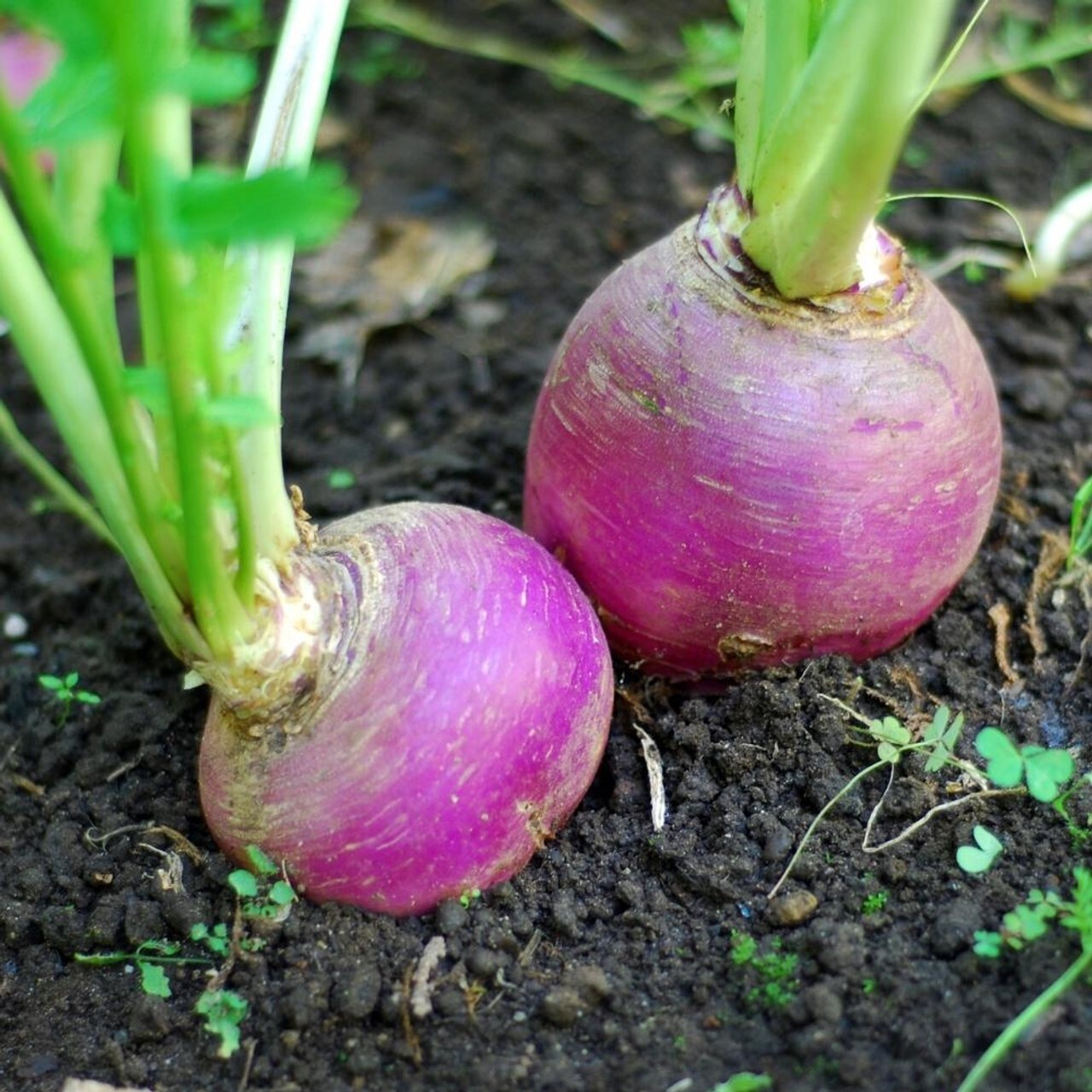 500+Turnip Seeds Purple Top White Globe Turnip Seed(Brassica rapa) Vegetable #26