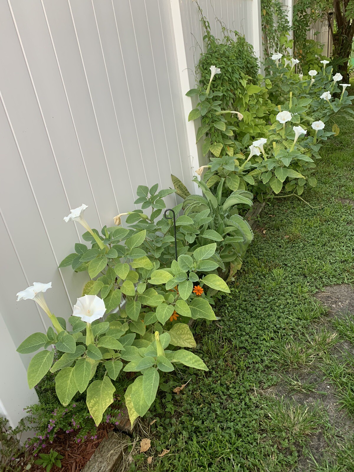 (200 SEEDS) White Moon Flower Angel’s Trumpet Day&Night Bloom Datura. 2023 Seeds