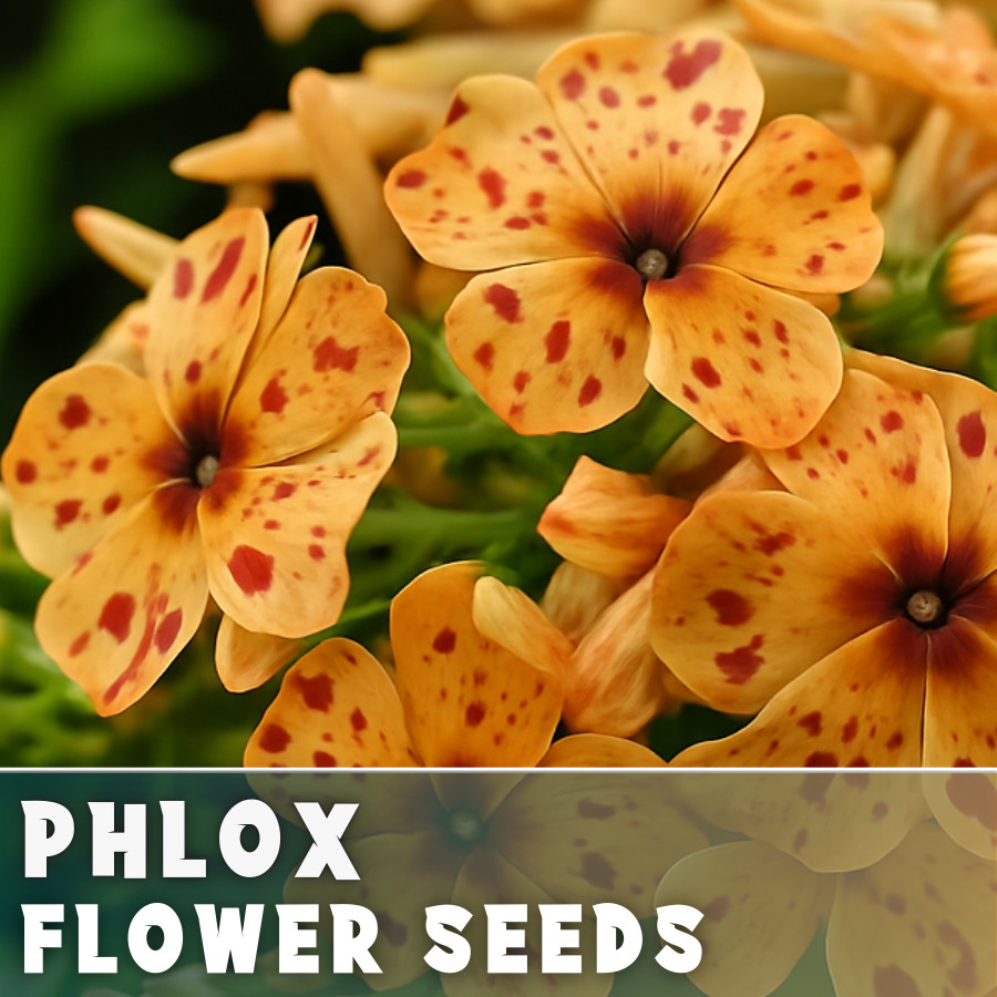 Phlox Seeds – 125 Seeds – Burbon Blaze – Garden Bloom Annual Flower Seeds