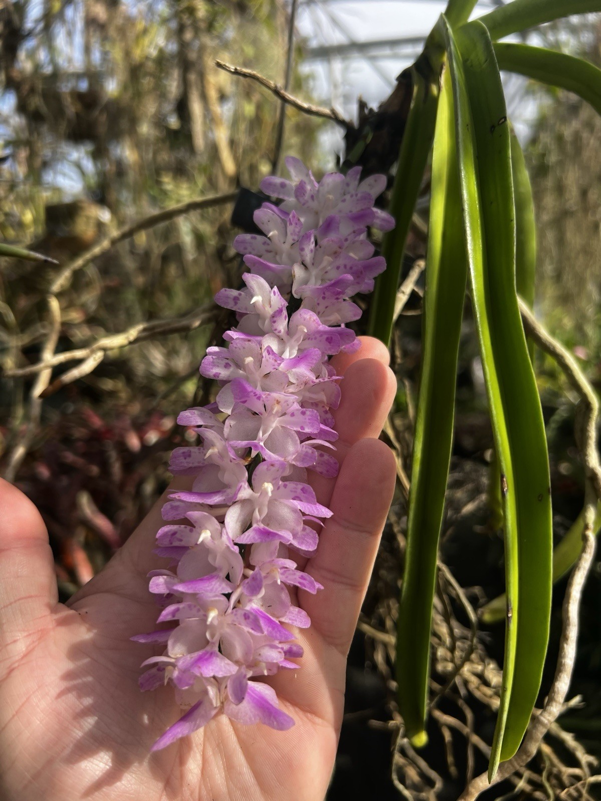 Vanda Retusa