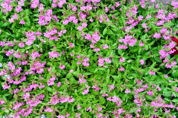 150 NODDING CATCHFLY SEEDS | SALE FREE SHIPPING NON GMO HEIRLOOM