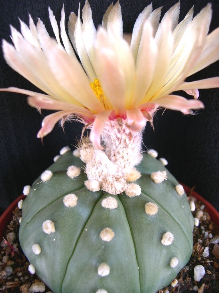Astrophytum asterias v. nudum, cactus plant