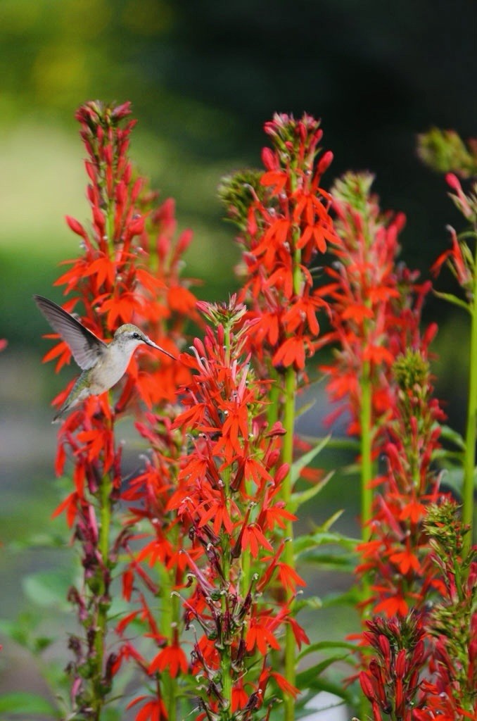300+ CARDINAL FLOWER SEEDS (Lobelia cardinalis) Hummingbird Plant Perennial USA