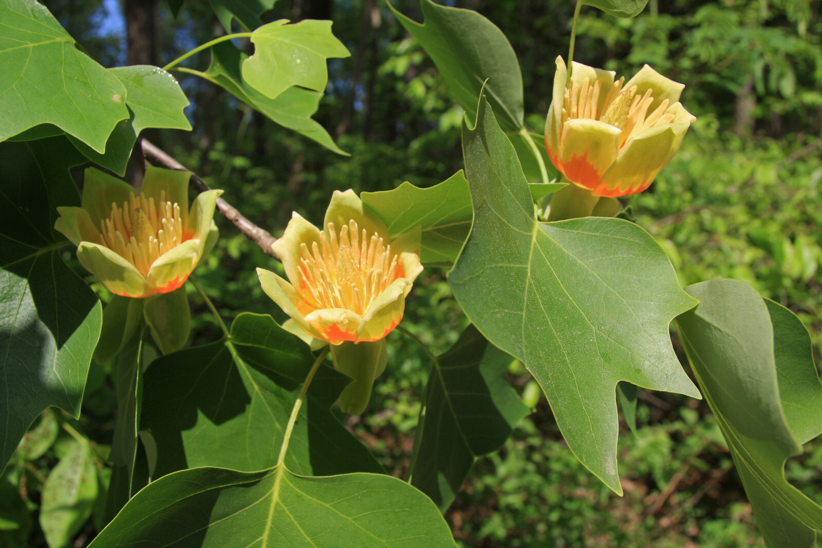 Tulip Poplar | Small Tree Seedling | The Jonsteen Company