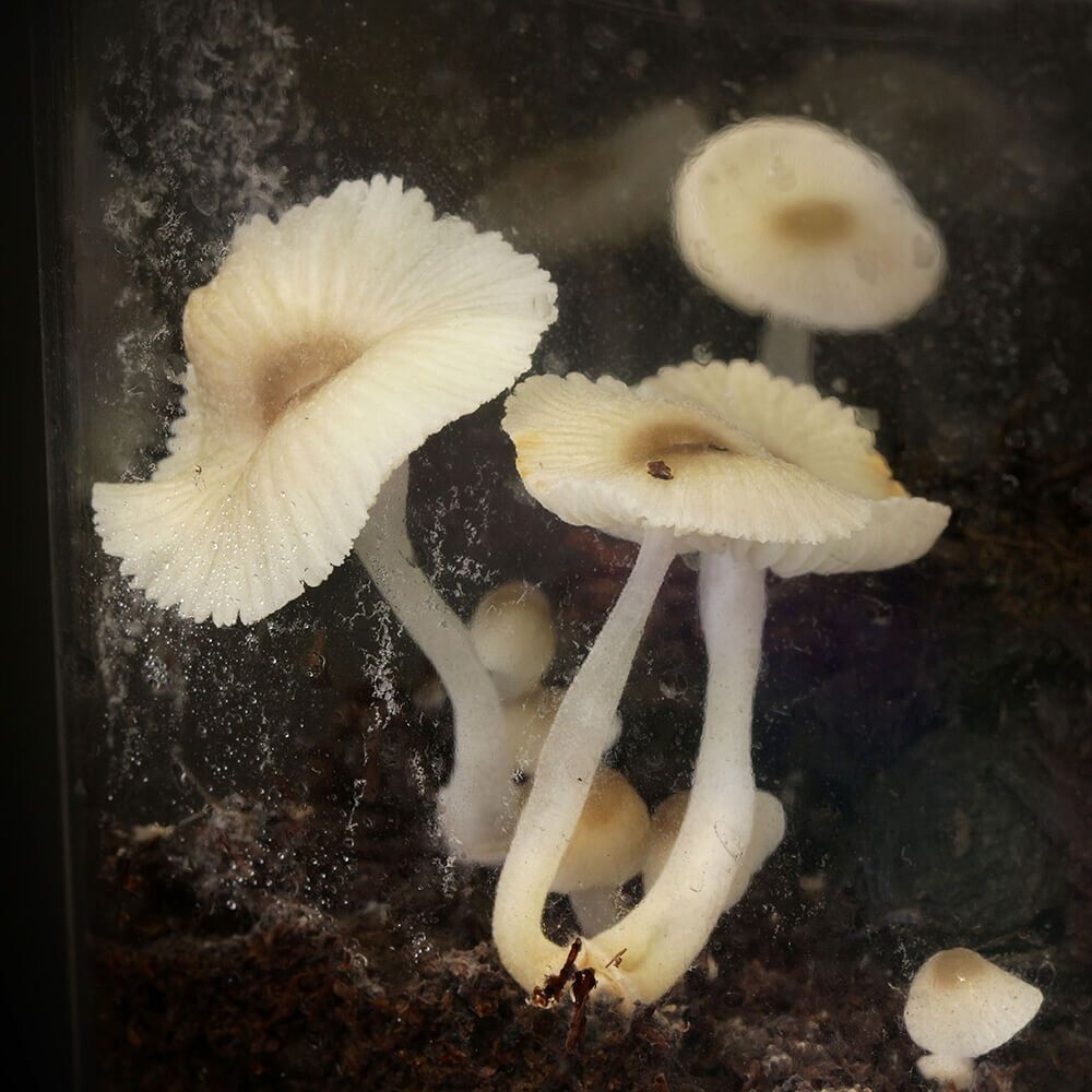 Green Pepe (Mycena chlorophos) Liquid Culture