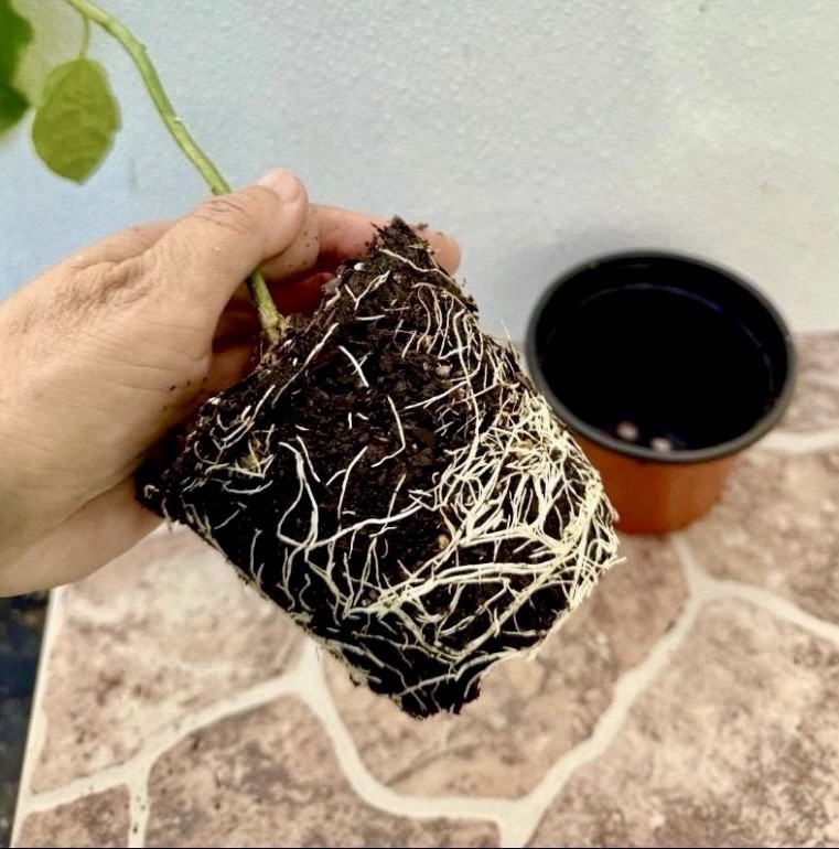 Purple Passion Fruit /Passiflora Edulis Live Plants 12″ Tall Planted In A 4″ Pot