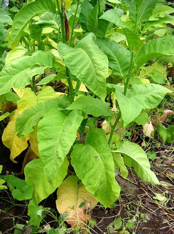 1000 Ainaro Tobacco Seeds ~ Dark Sun Cured Heirloom Non-GMO Nicotiana Tabacum